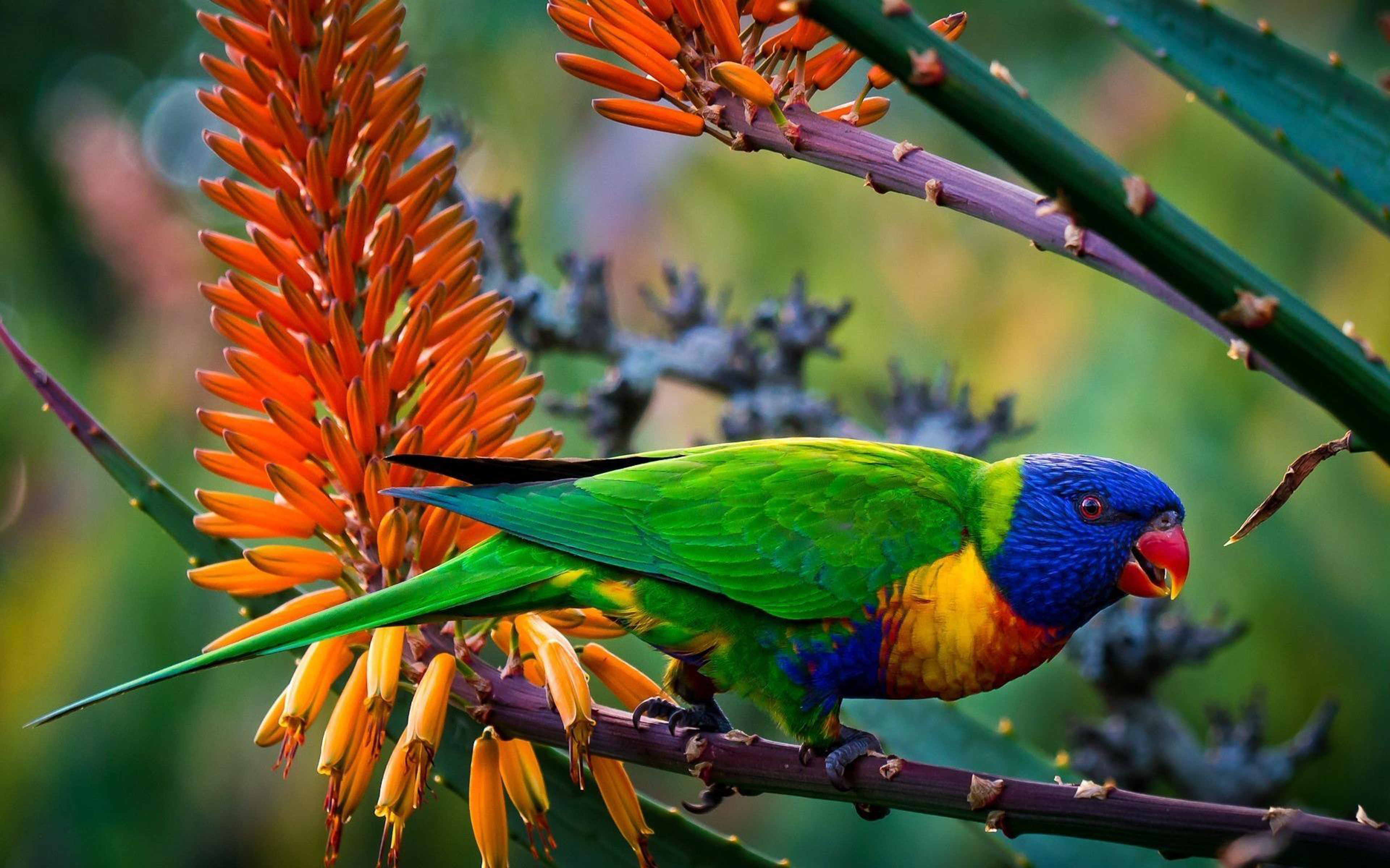 multi wallpaper,uccello,pappagallo,ara,lorikeet,parrocchetto