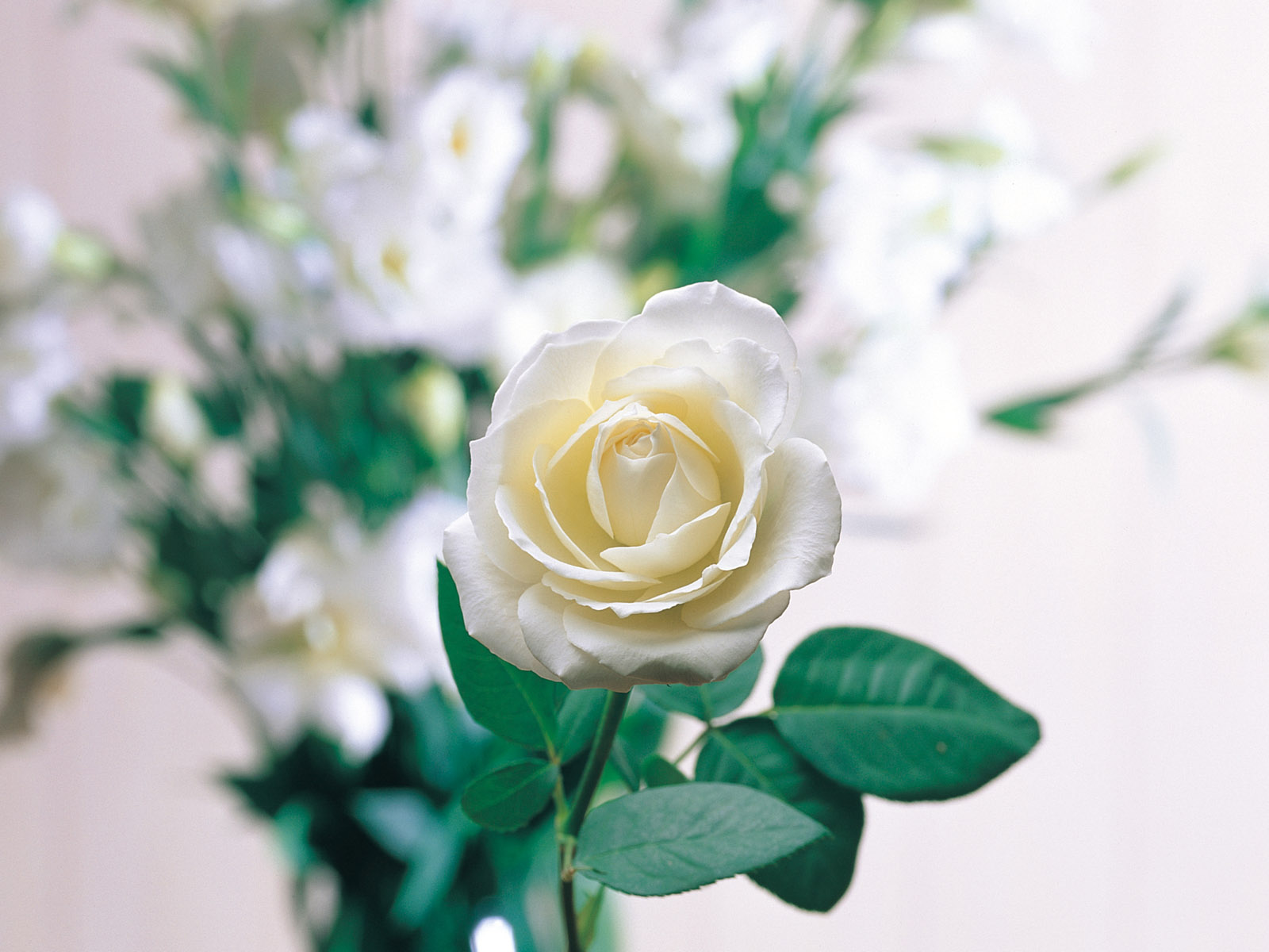 シングル壁紙,花,開花植物,ジュリア・チャイルド・ローズ,白い,庭のバラ