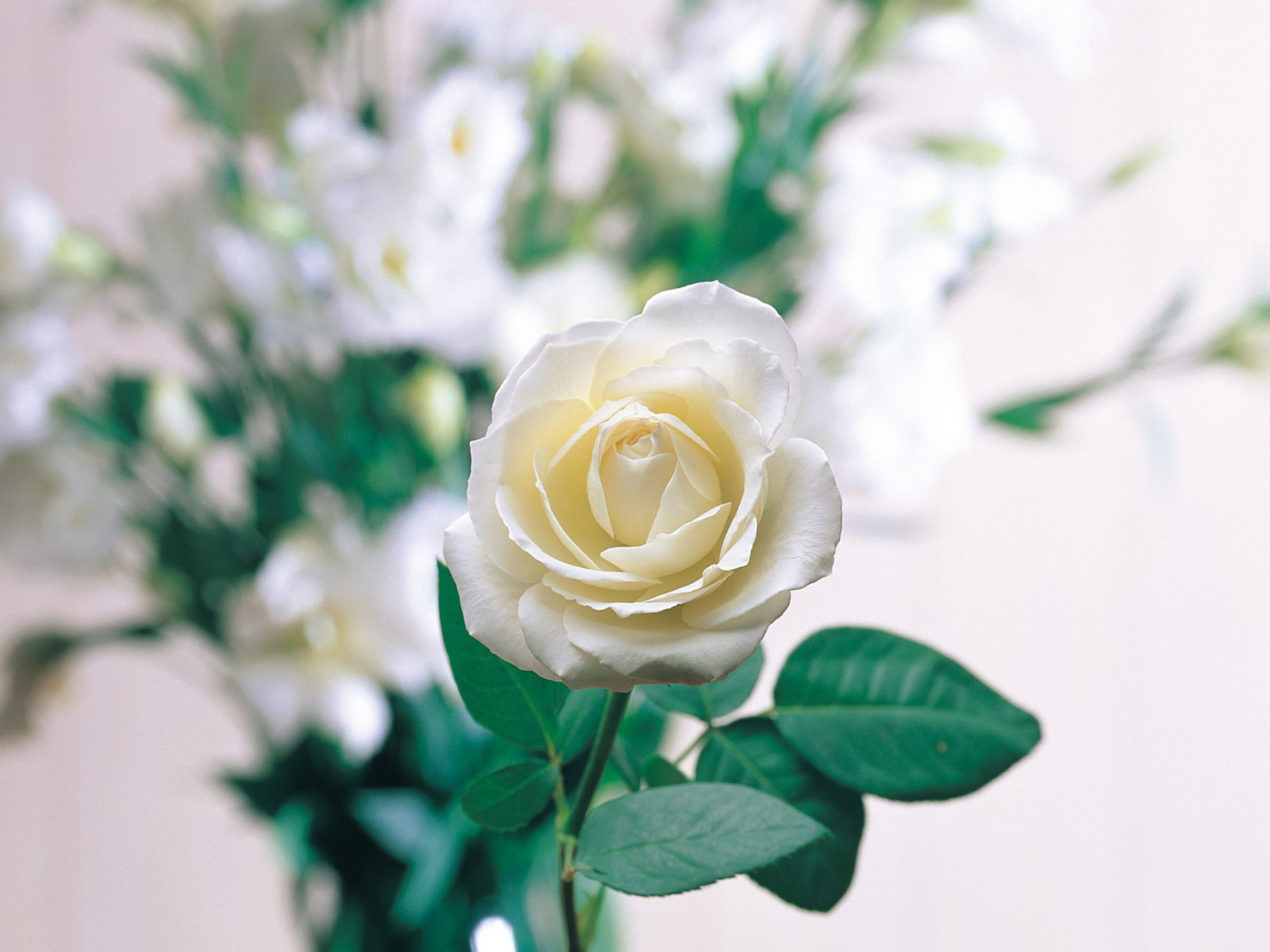 solo fondo de pantalla,flor,planta floreciendo,julia niño rosa,blanco,rosas de jardín