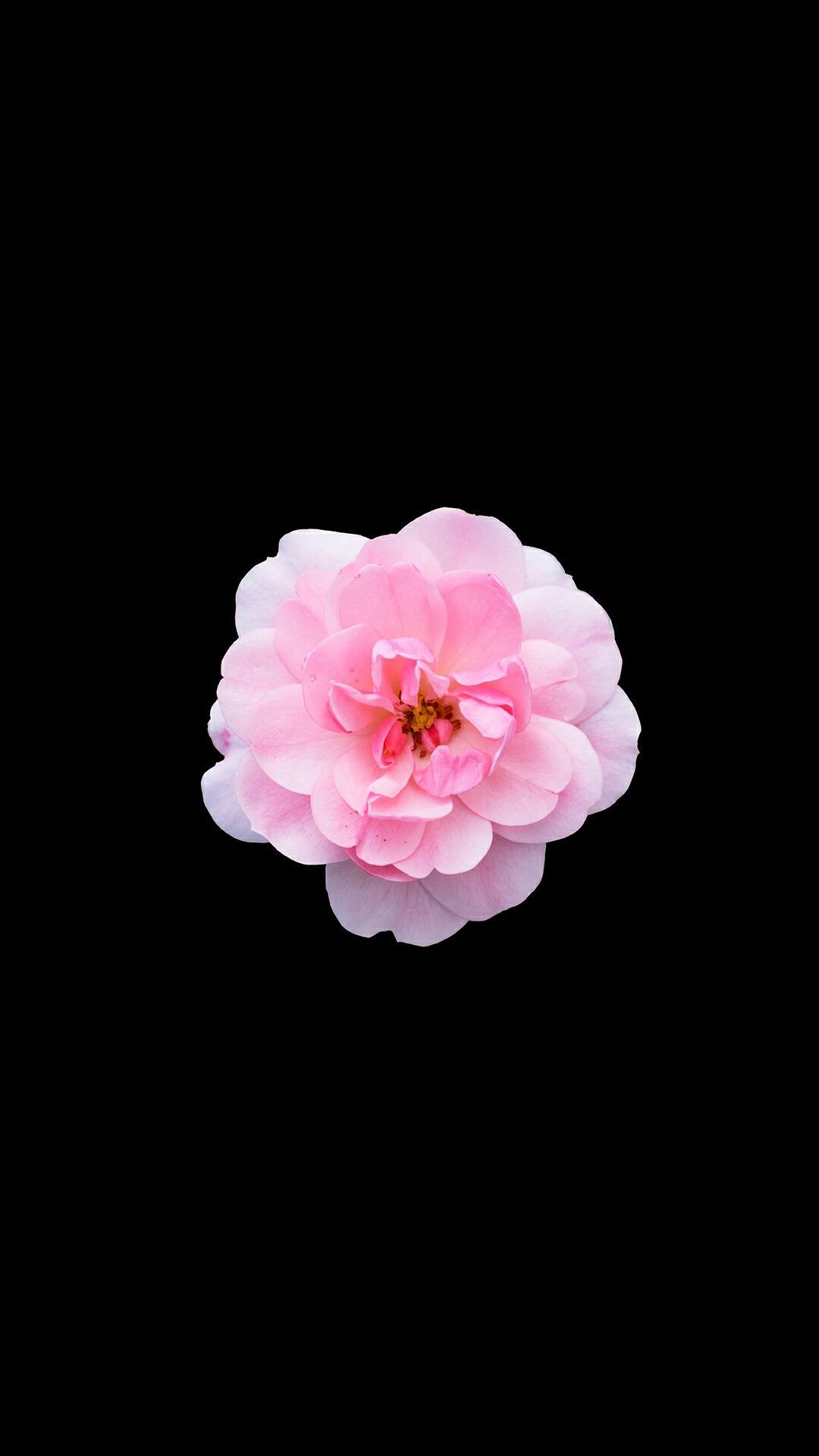 single wallpaper,pink,petal,flower,plant,rose