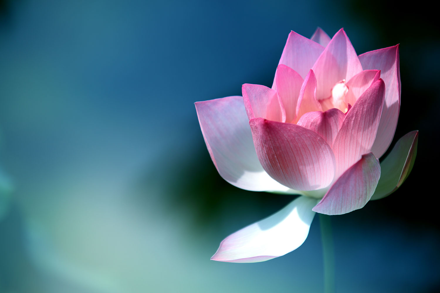 fond d'écran unique,lotus sacré,pétale,plante aquatique,fleur,lotus