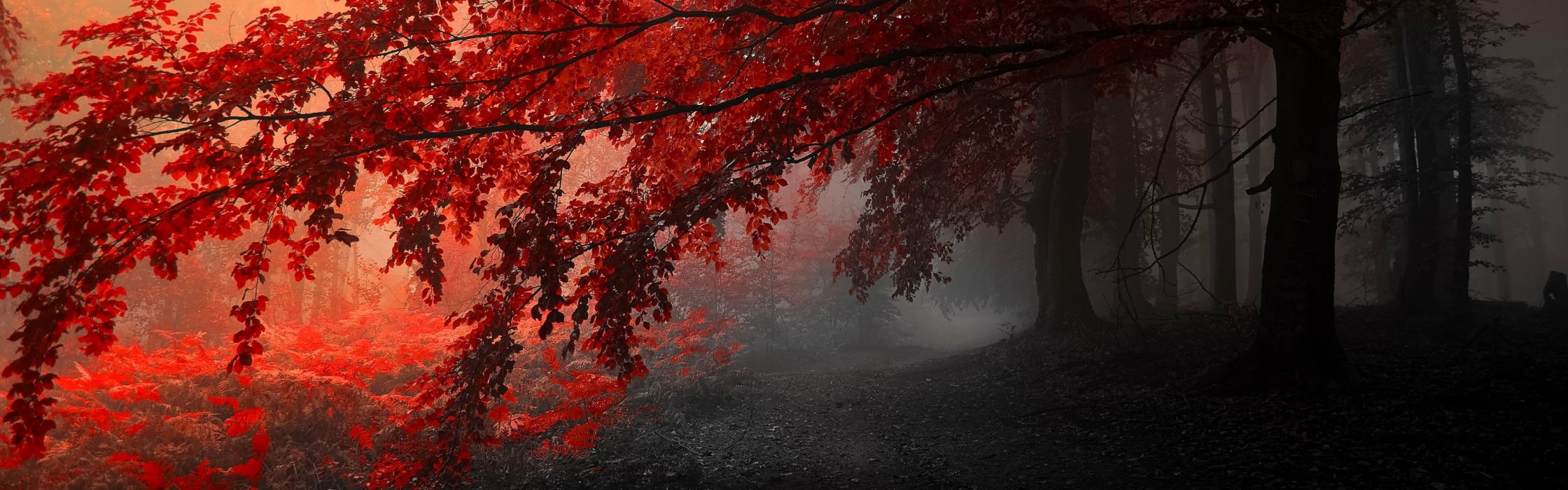 two monitor wallpaper,nature,tree,red,leaf,atmospheric phenomenon