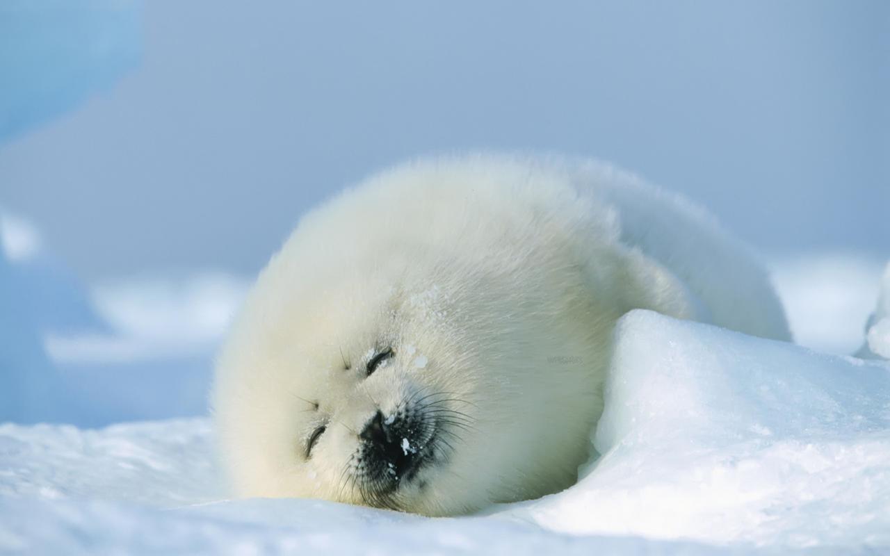 seal wallpaper,seal,polar ice cap,natural environment,arctic,earless seal