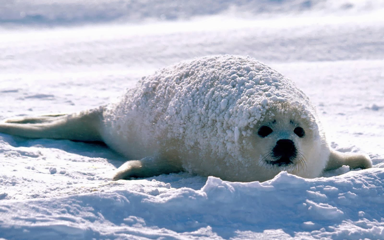sello de papel tapiz,mamífero marino,foca de puerto,ártico,sello sin orejas,océano ártico