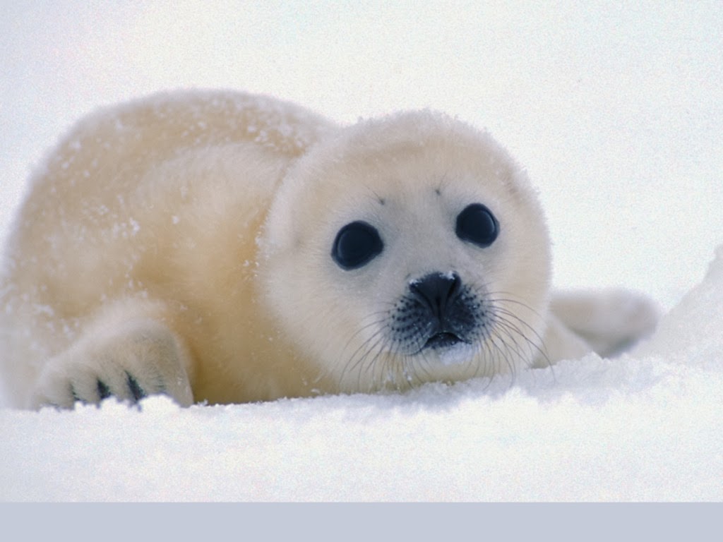 sello de papel tapiz,mamífero marino,sello sin orejas,ártico,piel de foca,hocico