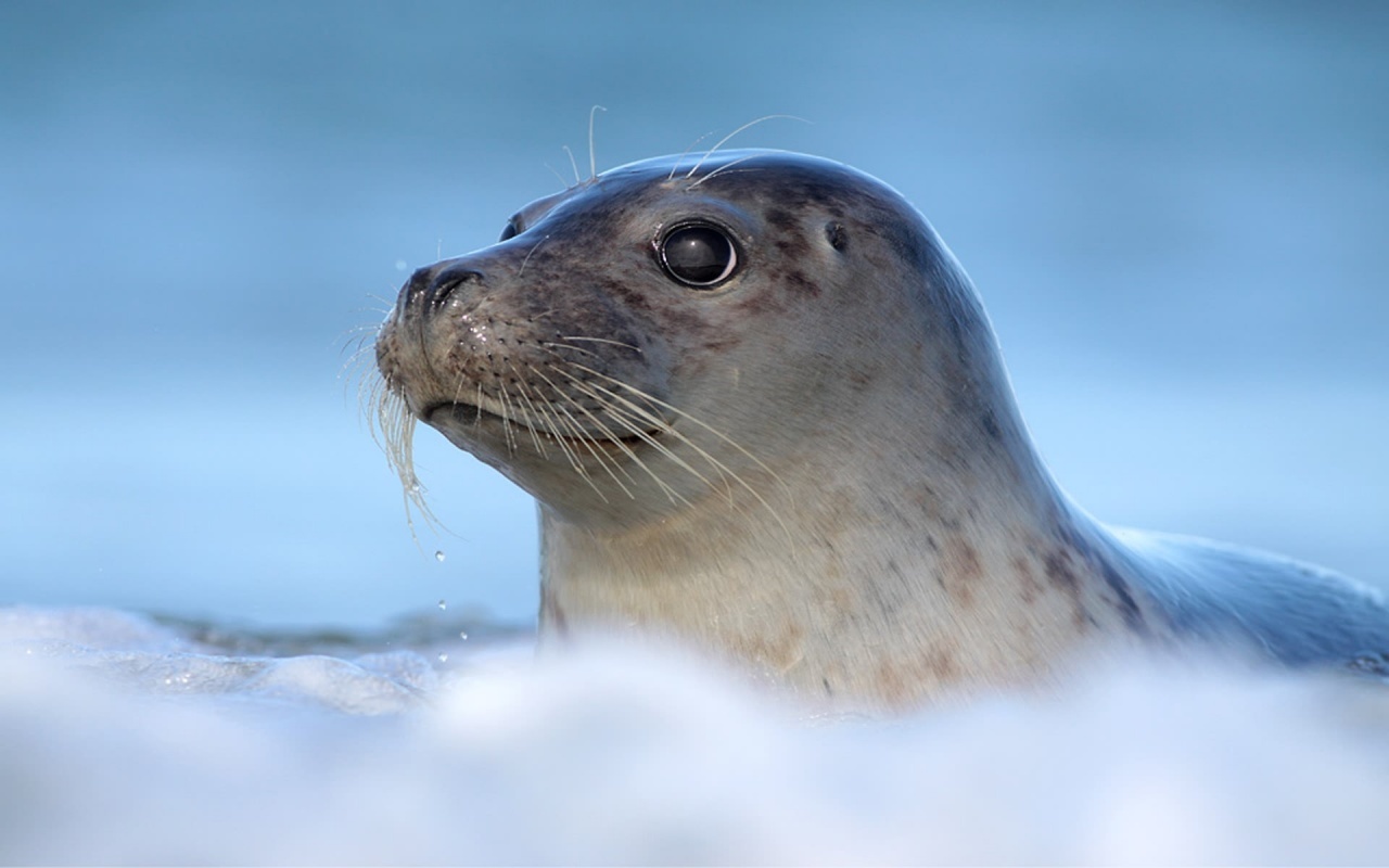 seal wallpaper,vertebrate,seal,harbor seal,whiskers,fur seal