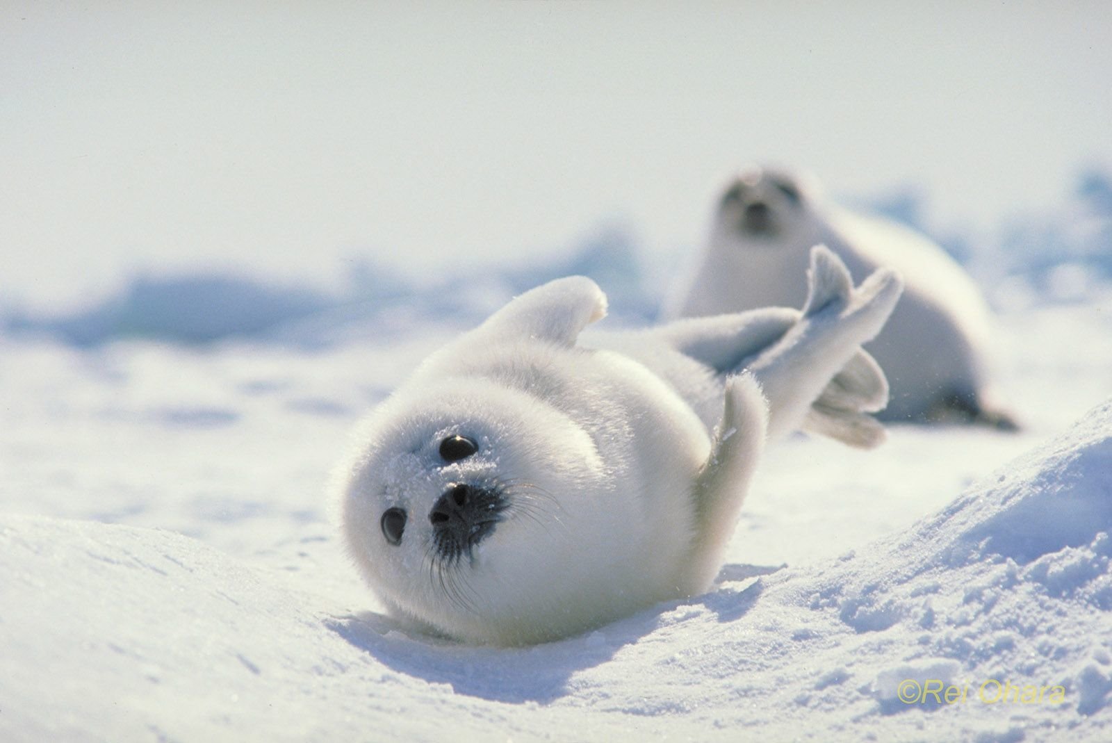 sello de papel tapiz,ártico,sello sin orejas,mamífero marino,nieve,piel de foca