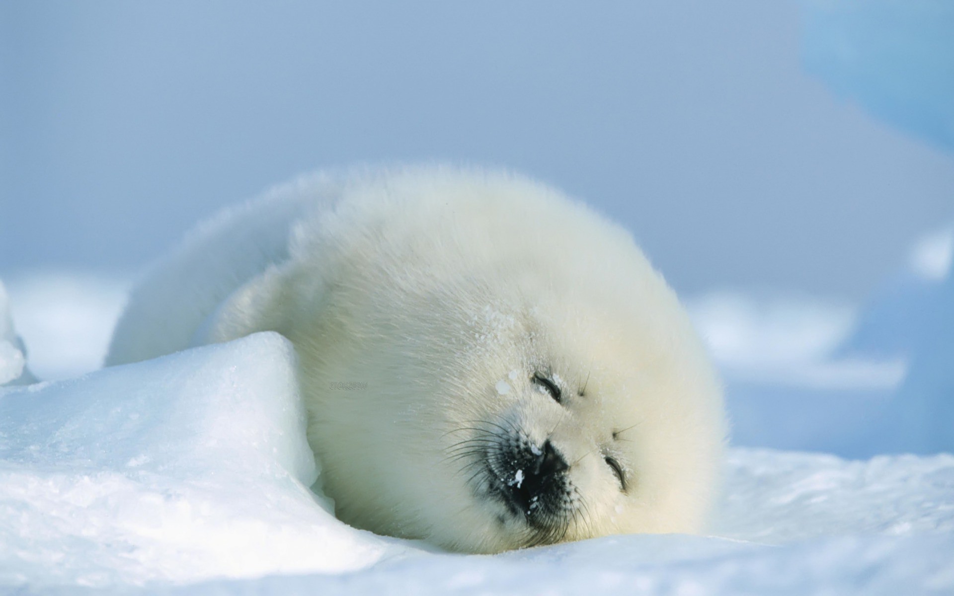 seal wallpaper,seal,polar ice cap,polar bear,natural environment,earless seal