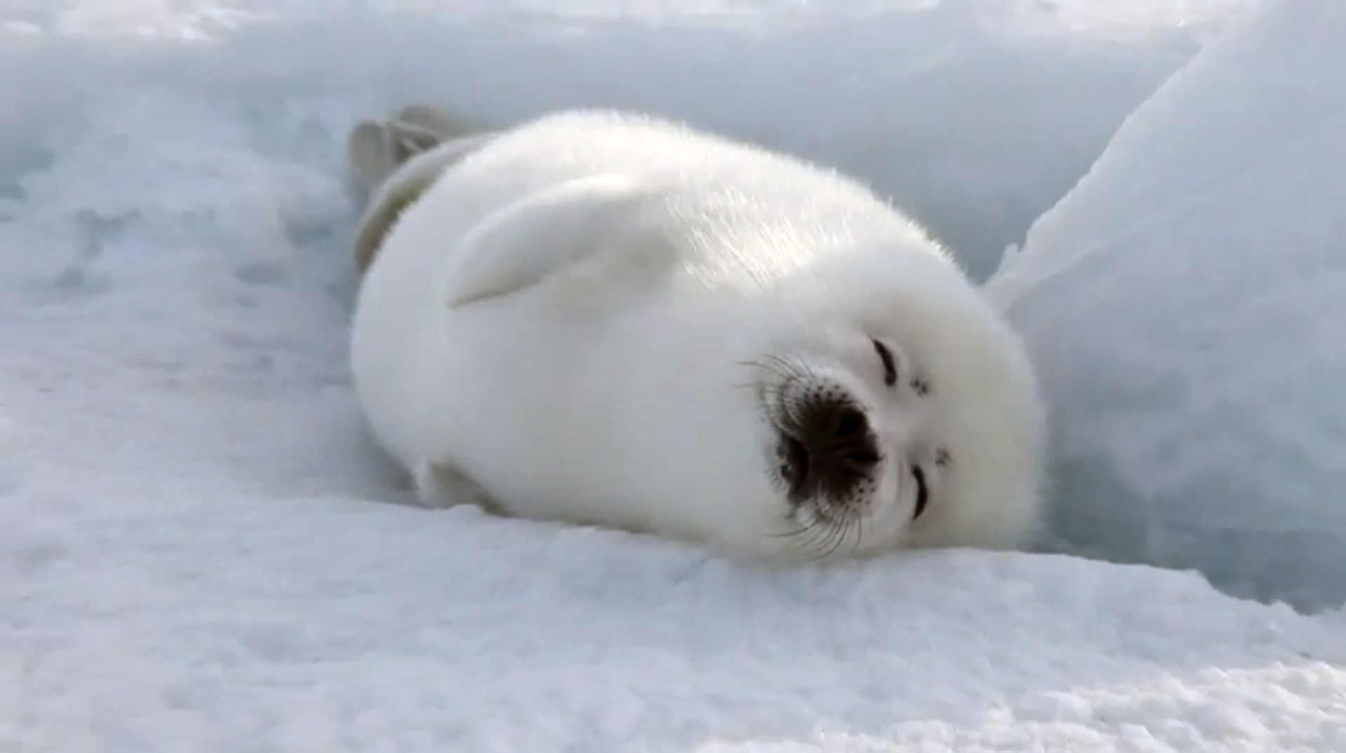 seal wallpaper,seal,mammal,marine mammal,earless seal,arctic