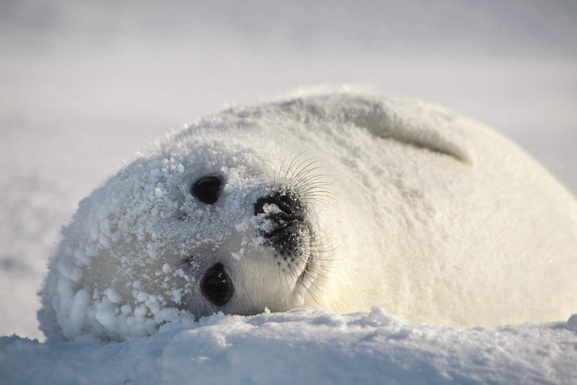 sigillare la carta da parati,sigillo senza orecchie,orso polare,mammifero marino,artico,grugno