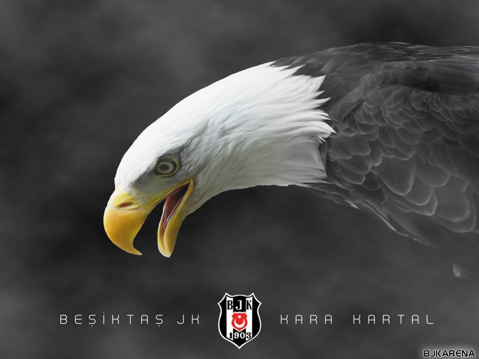 bjk wallpaper,bald eagle,bird,eagle,bird of prey,beak