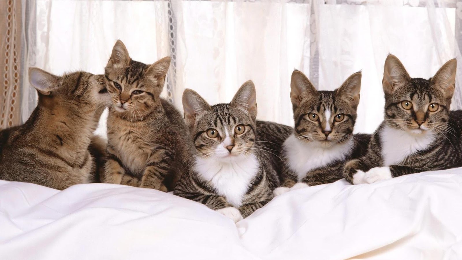 fonds d'écran super mignons,chat,chats de petite à moyenne taille,félidés,chat tigré,shorthair européen