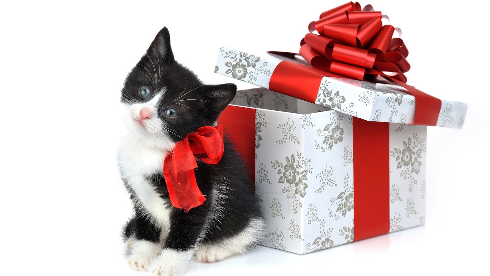 超かわいい壁紙,ネコ,中型から中型の猫,ネコ科,プレゼント,ひげ