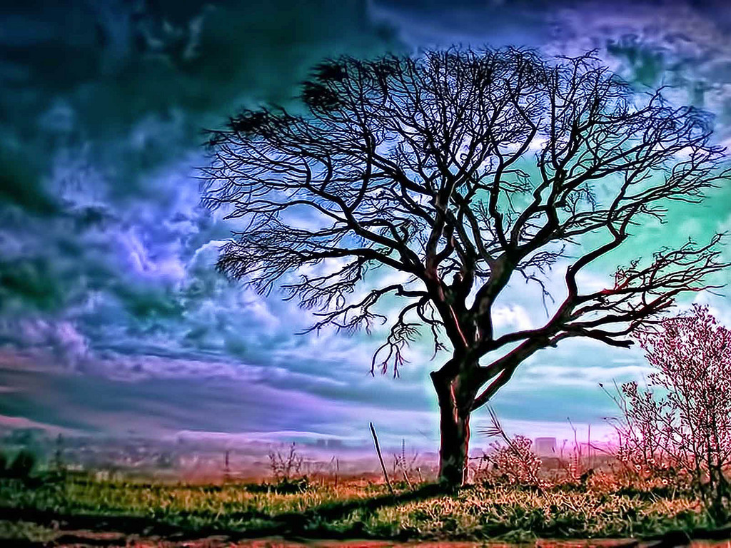 1024x768 wallpaper,sky,natural landscape,nature,tree,purple