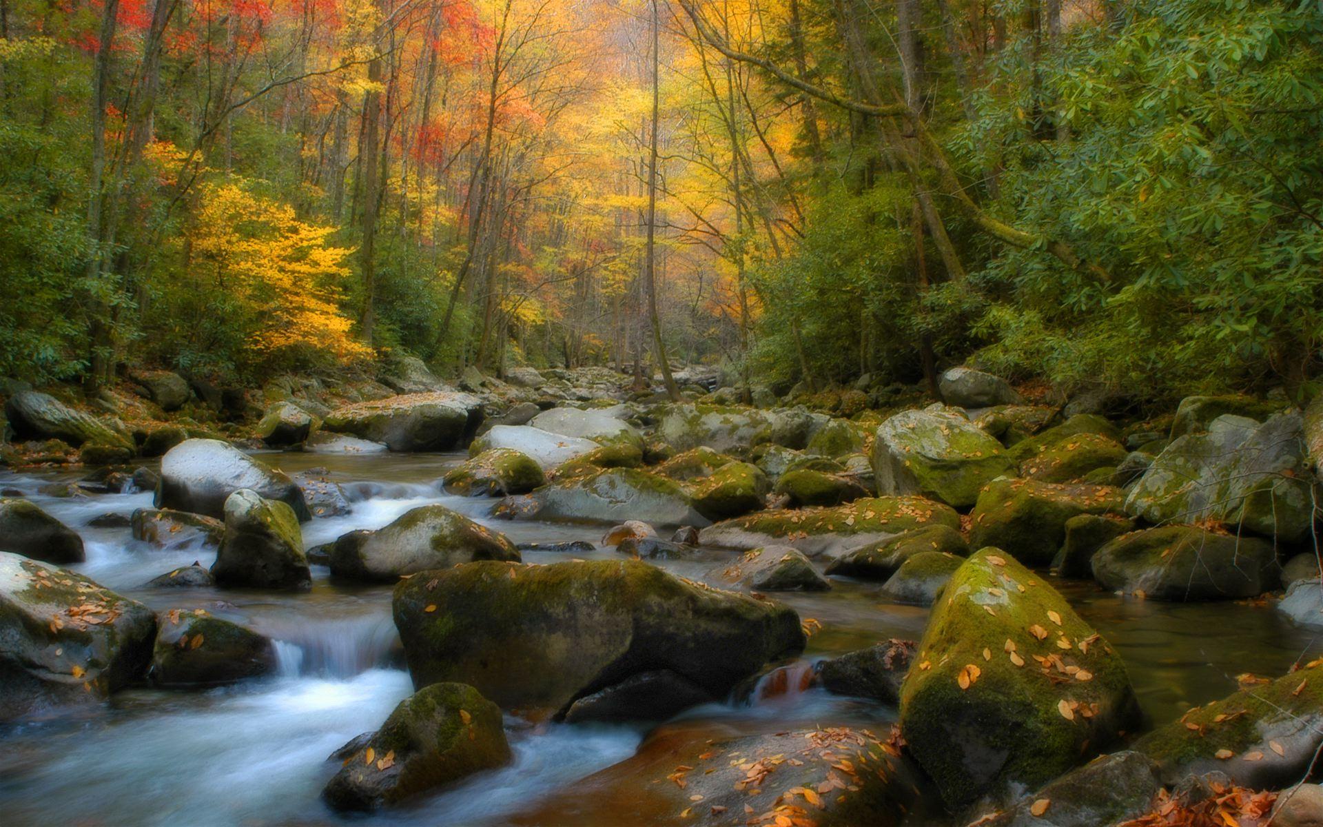 carta da parati 1440x900,ruscello,paesaggio naturale,corpo d'acqua,natura,alveo