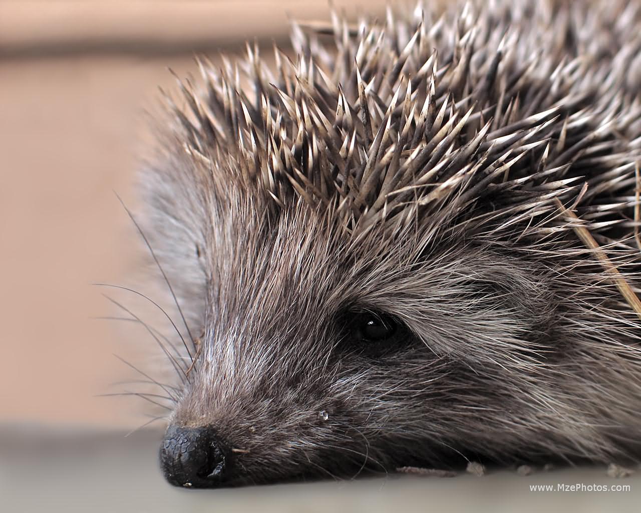 ハリネズミの壁紙,ハリネズミ,飼いならされたハリネズミ,新世界のヤマアラシ,ヤマアラシ,鼻