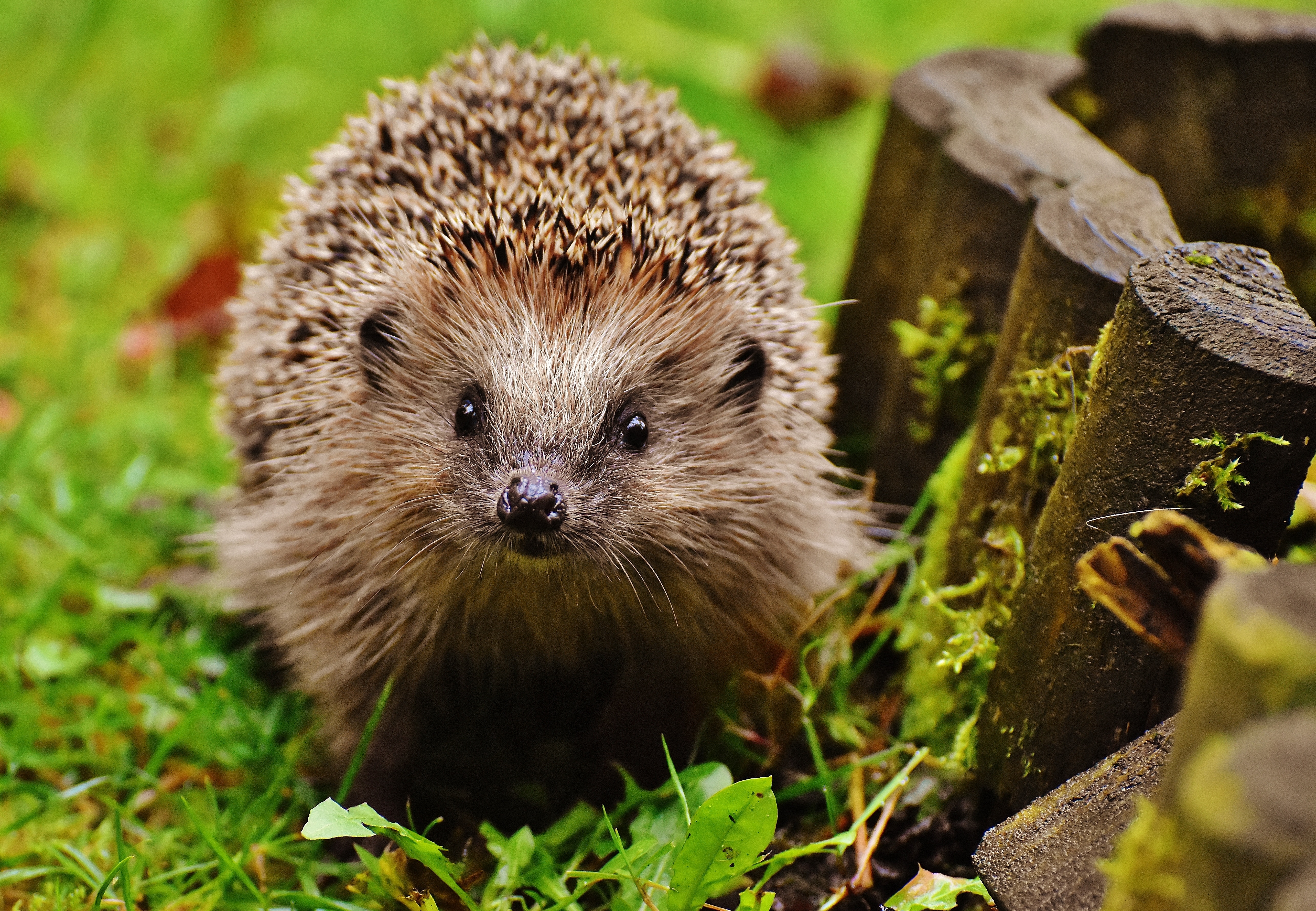 hedgehog wallpaper,hedgehog,erinaceidae,vertebrate,domesticated hedgehog,mammal