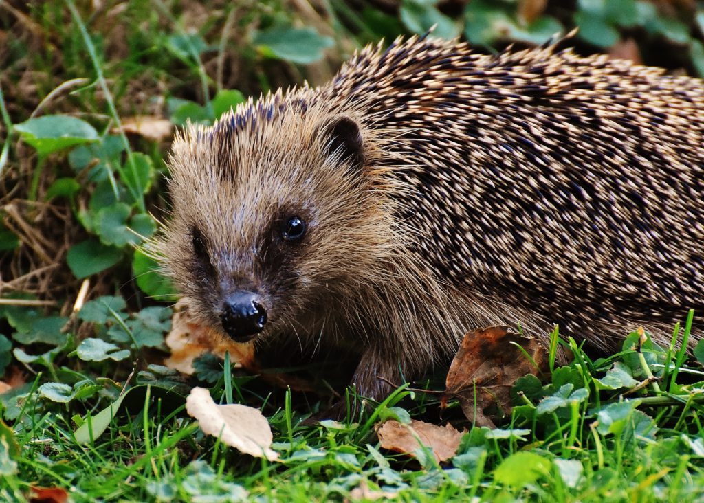 ハリネズミの壁紙,ハリネズミ,陸生動物,飼いならされたハリネズミ,自然,ヤマアラシ