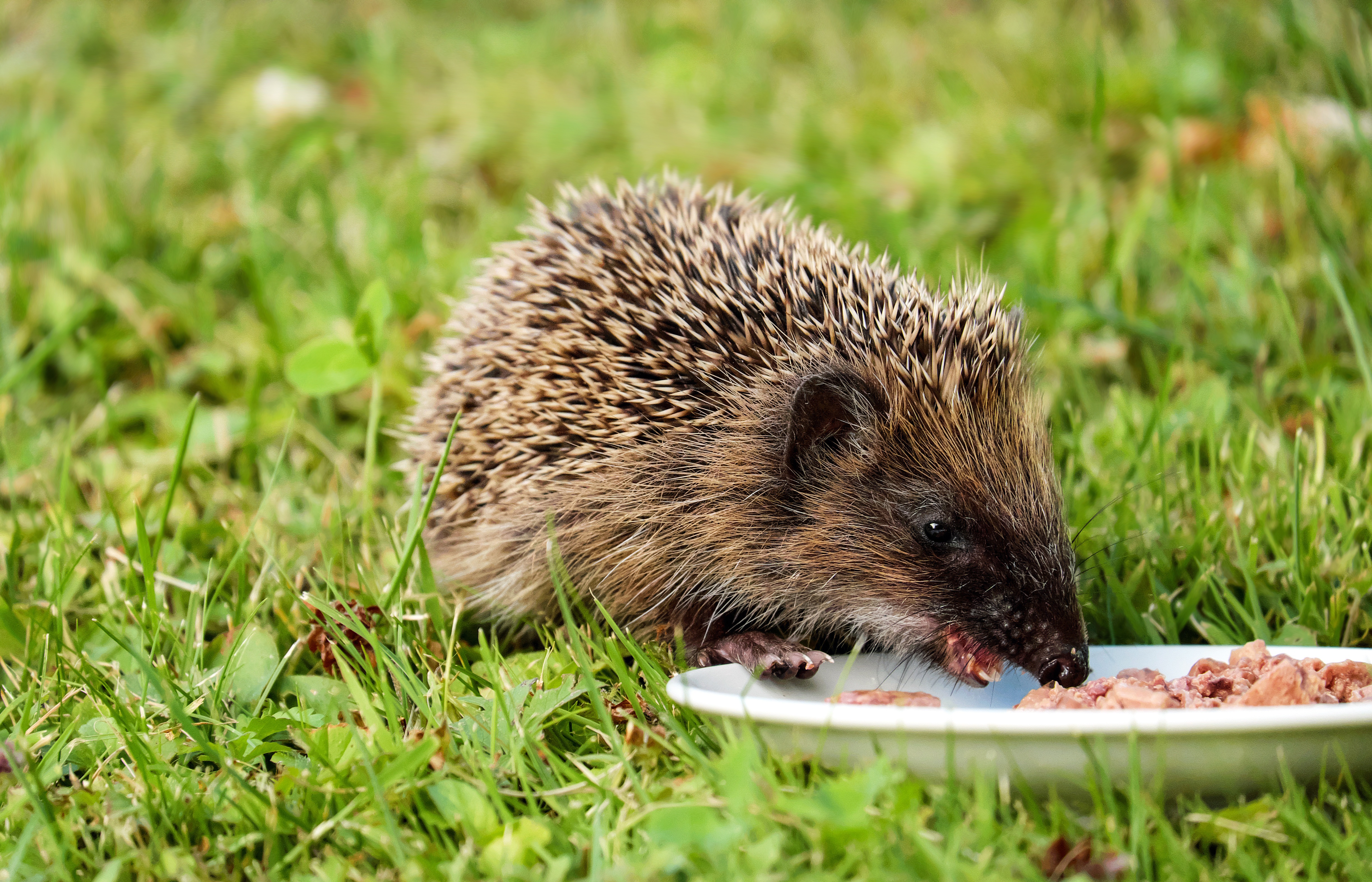 igel tapete,igel,domestizierter igel,landtier,stachelschwein,gras