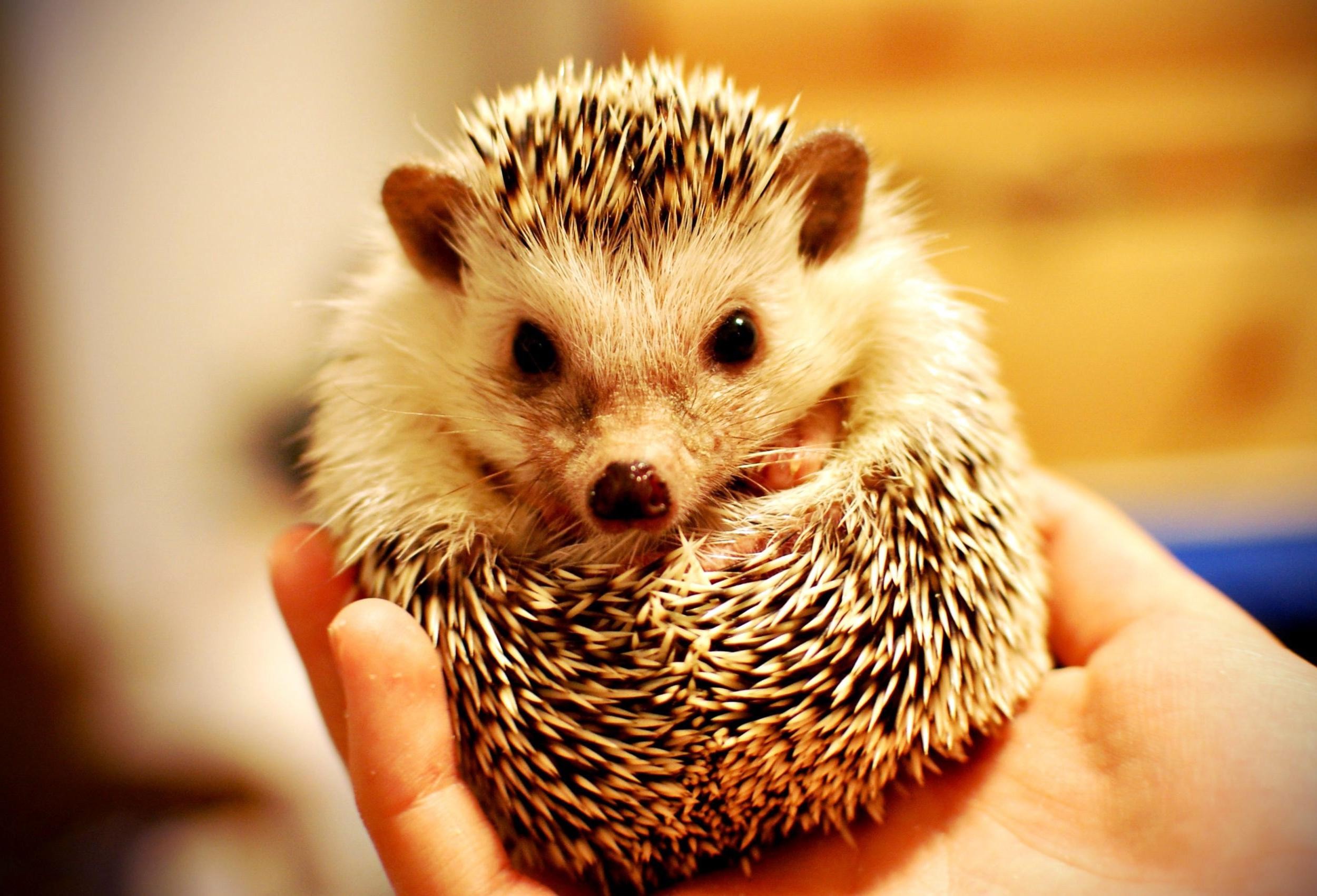 hedgehog wallpaper,erinaceidae,hedgehog,domesticated hedgehog,mammal,porcupine