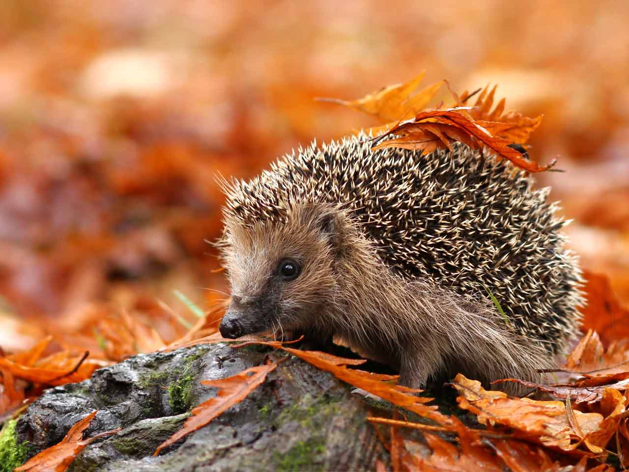 igel tapete,igel,domestizierter igel,stachelschwein,landtier,stachelschwein der neuen welt