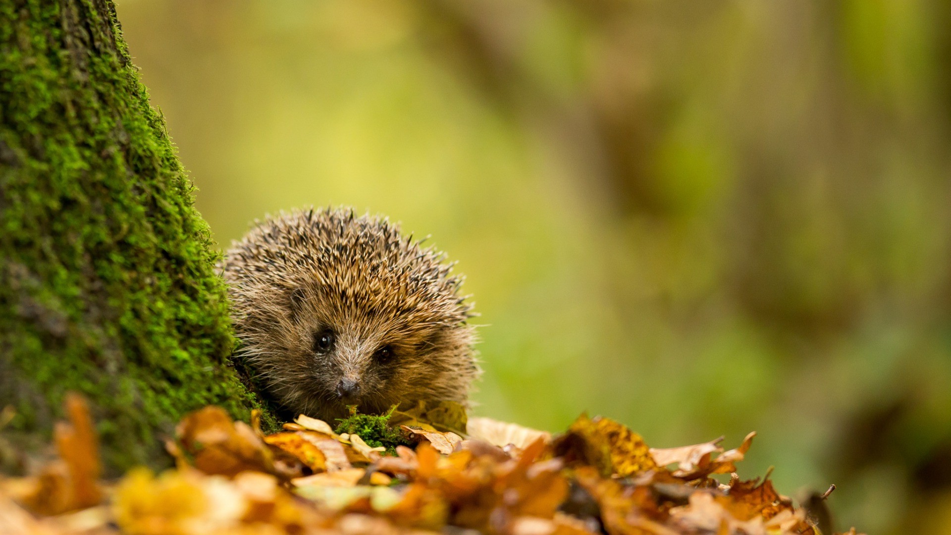 igel tapete,igel,domestizierter igel,natur,tierwelt,blatt