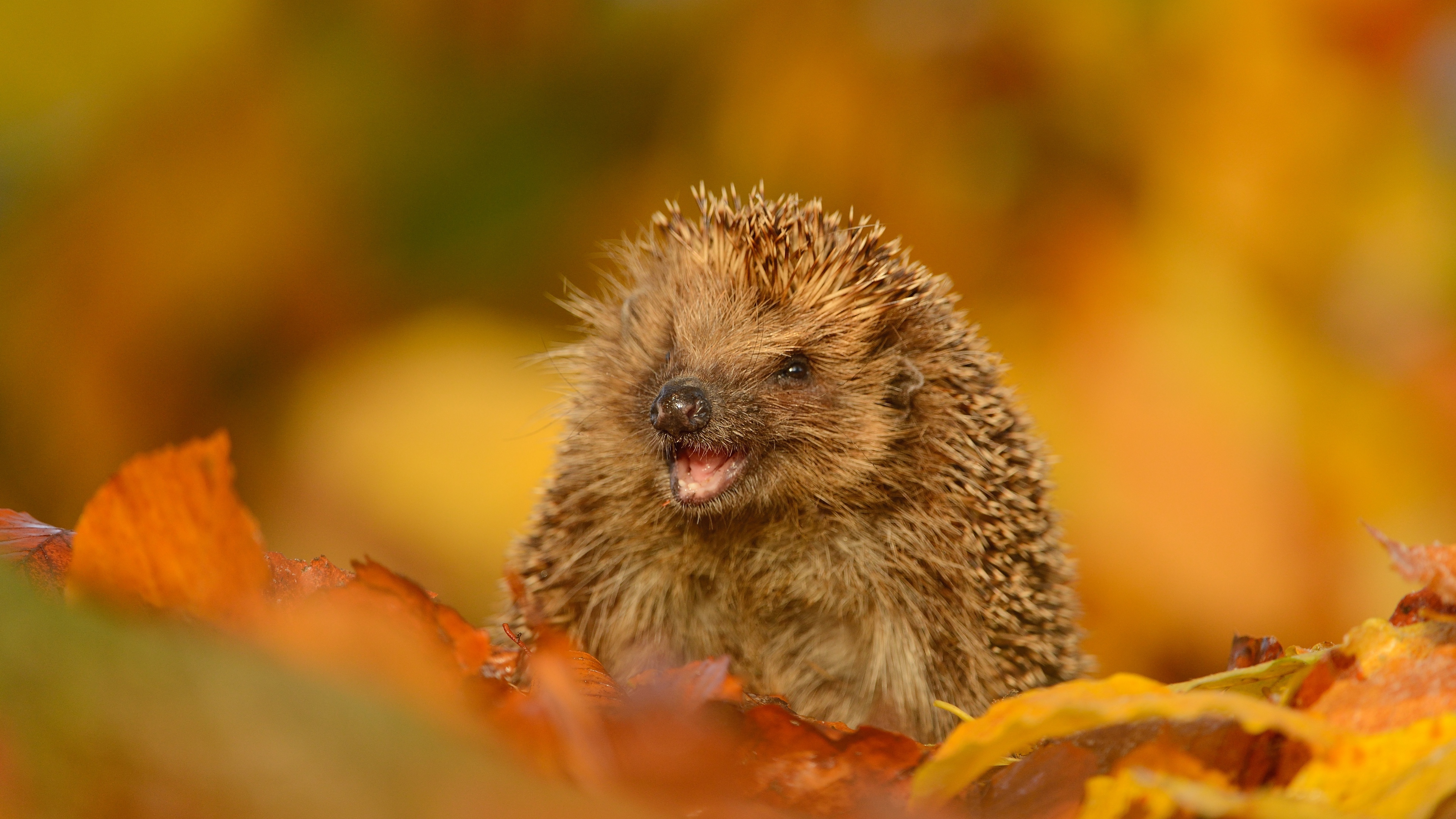 hedgehog wallpaper,hedgehog,mammal,nature,erinaceidae,domesticated hedgehog