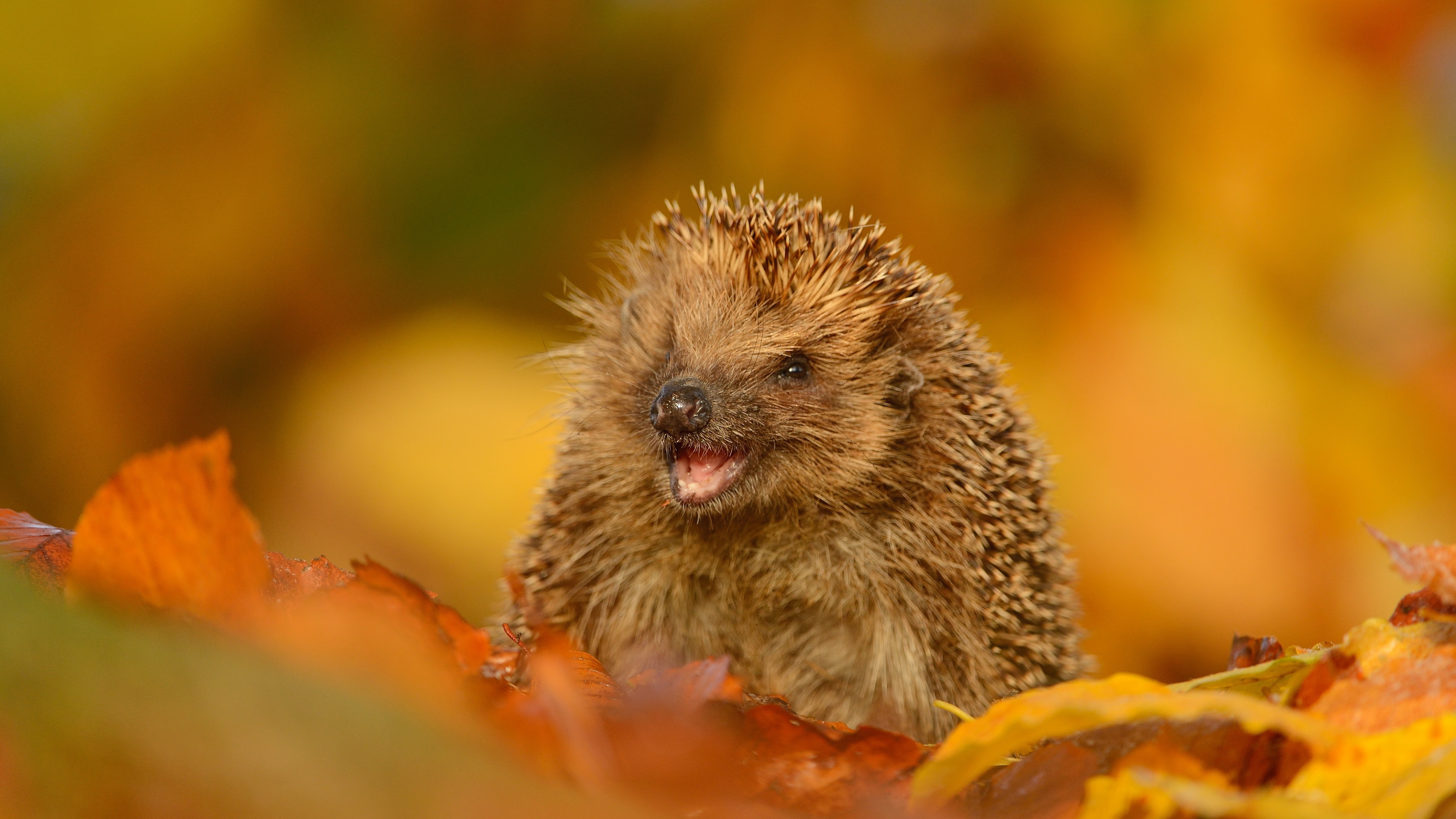 fond d'écran hérisson,hérisson,la nature,hérisson domestique,animal terrestre,porc épic