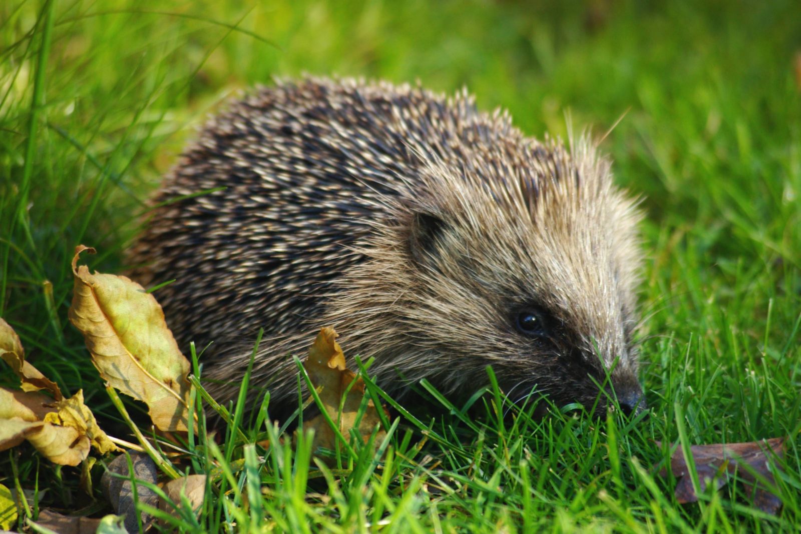 hedgehog wallpaper,erinaceidae,hedgehog,domesticated hedgehog,vertebrate,mammal