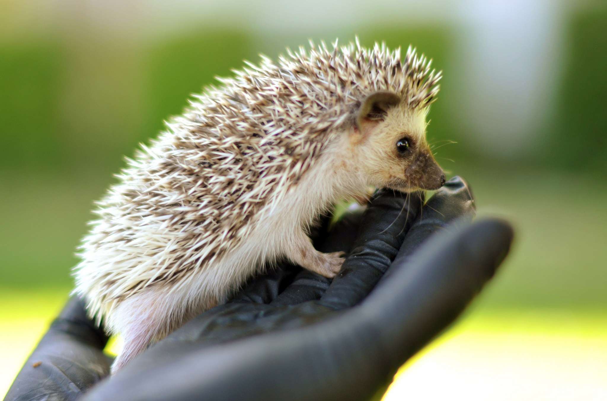 ハリネズミの壁紙,ハリネズミ,飼いならされたハリネズミ,ヤマアラシ,鼻,陸生動物