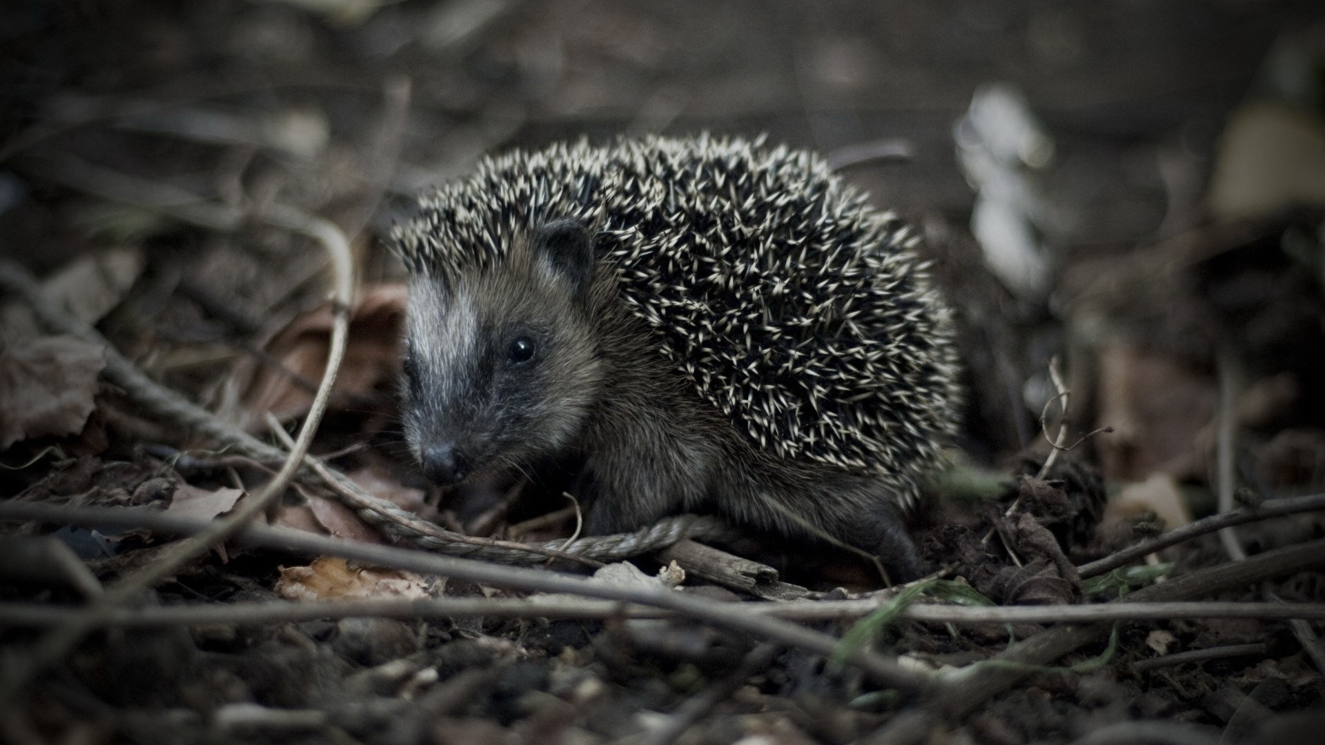 igel tapete,igel,domestizierter igel,landtier,stachelschwein,tierwelt