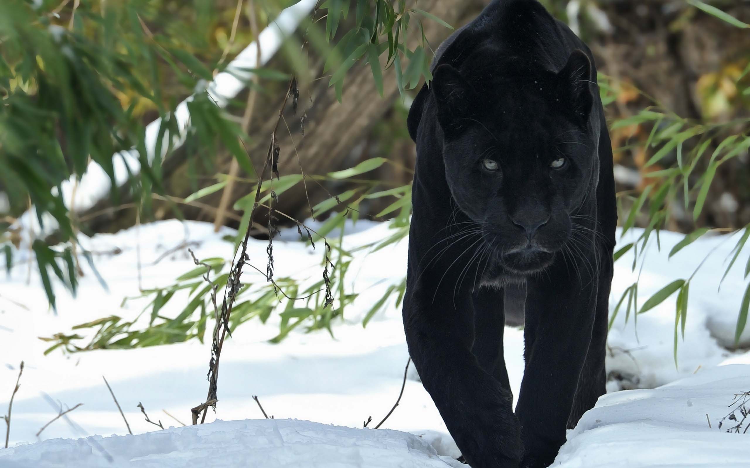 fond d'écran noir en direct,félidés,noir,faune,gros chats,jaguar