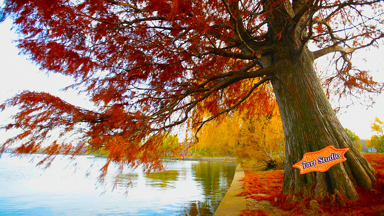autumn live wallpaper,tree,nature,natural landscape,reflection,leaf
