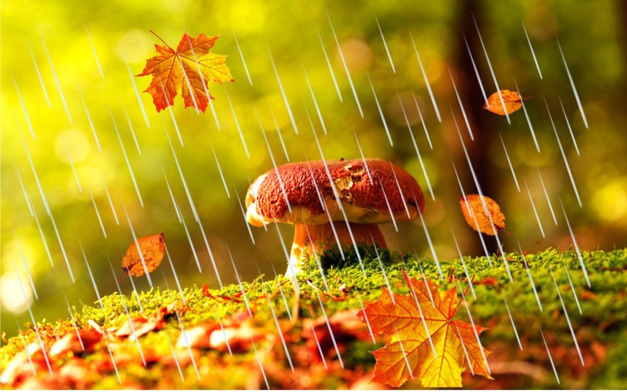 herbst live wallpaper,natur,blatt,natürliche landschaft,makrofotografie,herbst