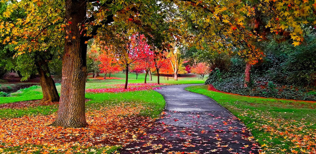 autumn live wallpaper,tree,natural landscape,leaf,nature,autumn