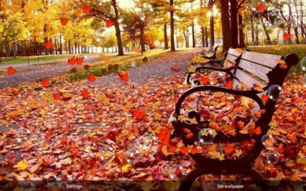 가을 라이브 벽지,잎,가을,나무,우디 식물,식물