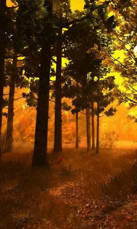 秋のライブ壁紙,自然,木,自然の風景,森林,森林