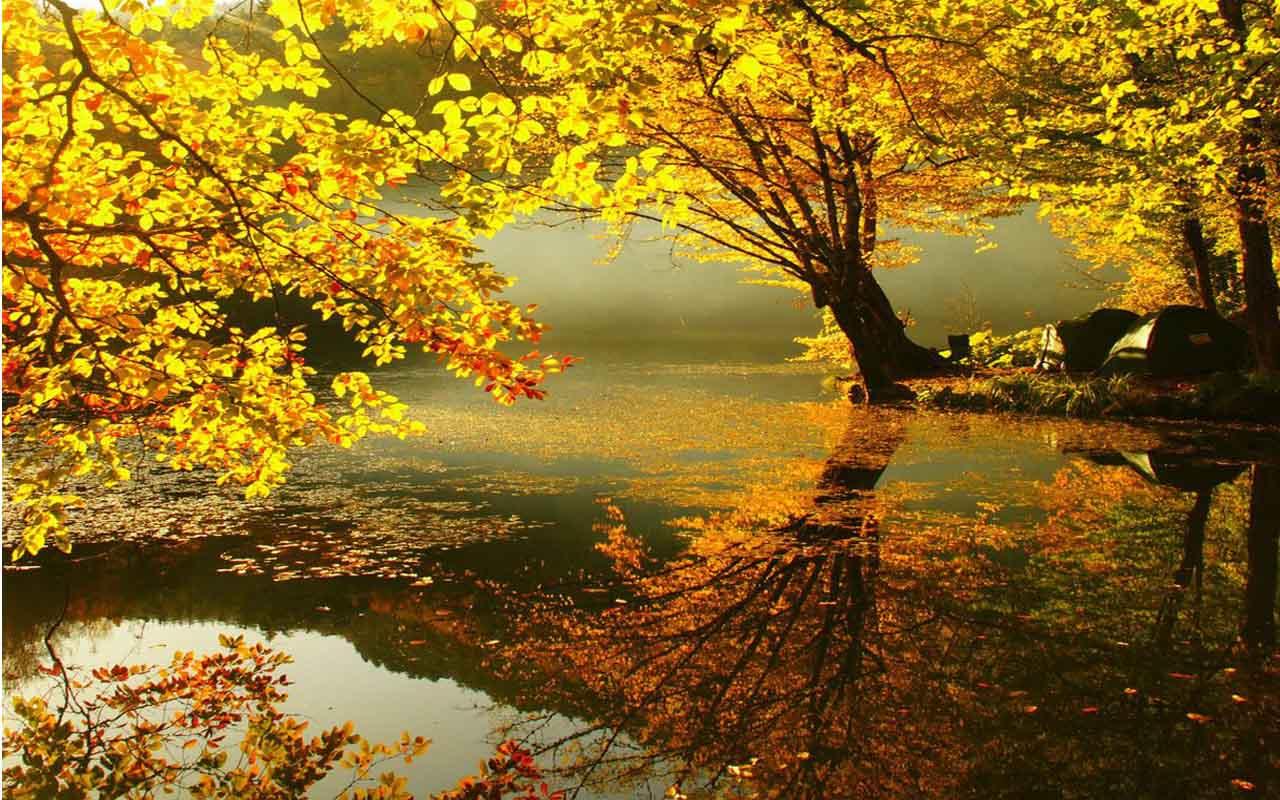 가을 라이브 벽지,자연 경관,자연,반사,나무,잎