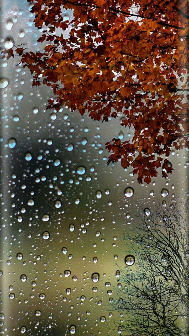 秋のライブ壁紙,水,落とす,雨,木,葉