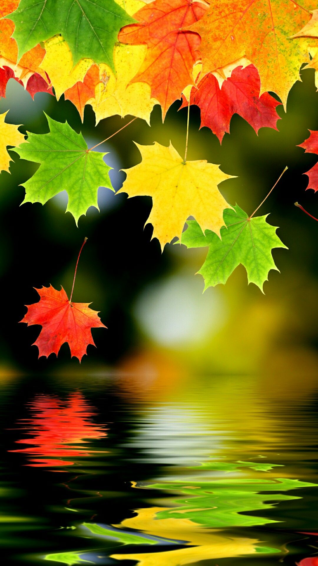 가을 라이브 벽지,잎,자연,단풍잎,초록,나무