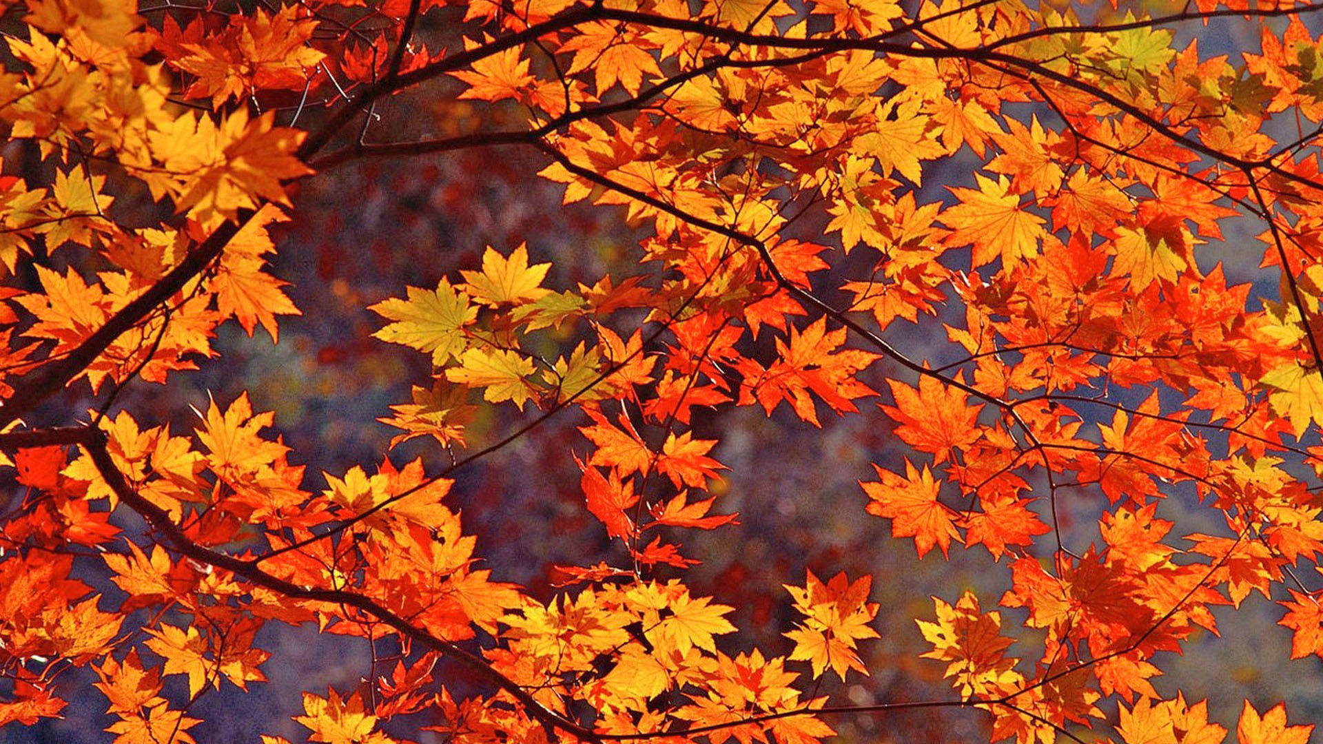 秋のライブ壁紙,木,葉,カエデの葉,北方広葉樹林,木本