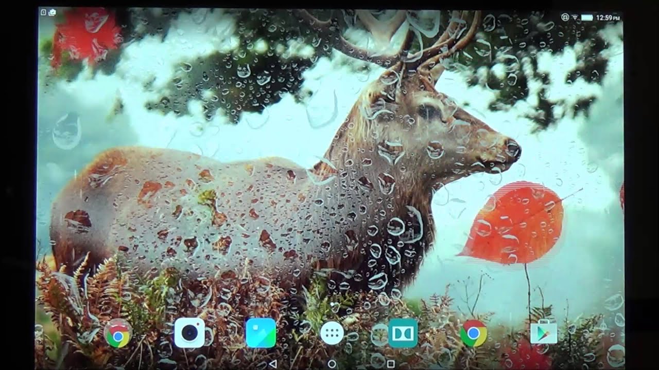 autumn live wallpaper,reindeer,deer,wildlife,organism,tree