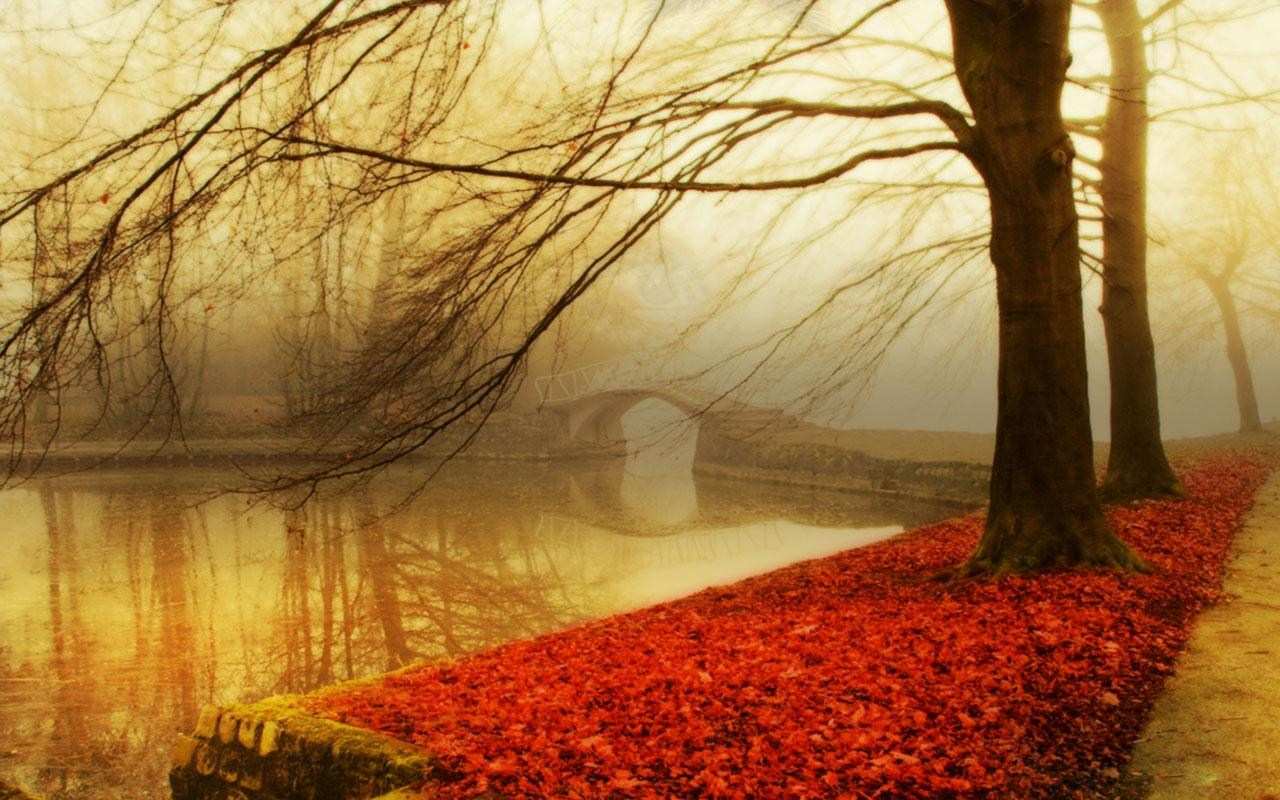 秋のライブ壁紙,自然の風景,自然,木,空,赤