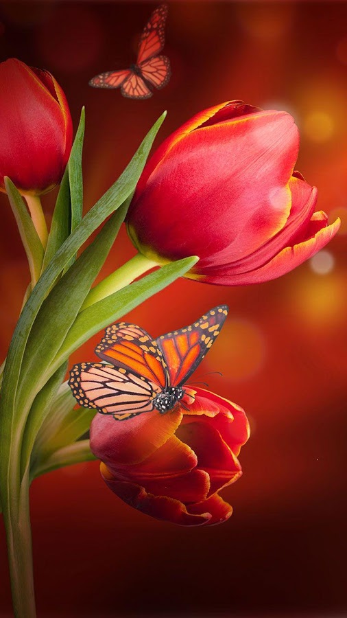 3d blume live wallpaper,schmetterling,natur,rot,blütenblatt,stillleben fotografie