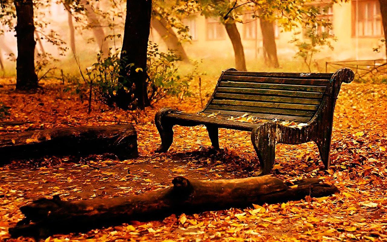 autumn live wallpaper,nature,natural landscape,bench,furniture,tree