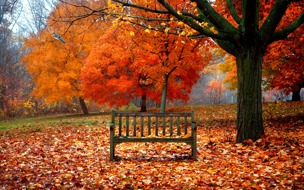 秋のライブ壁紙,木,自然の風景,自然,葉,秋