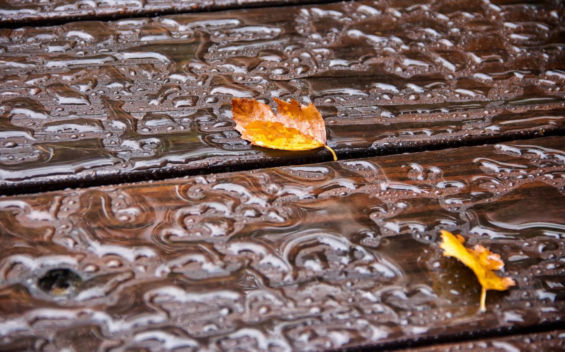 fond d'écran en direct d'automne