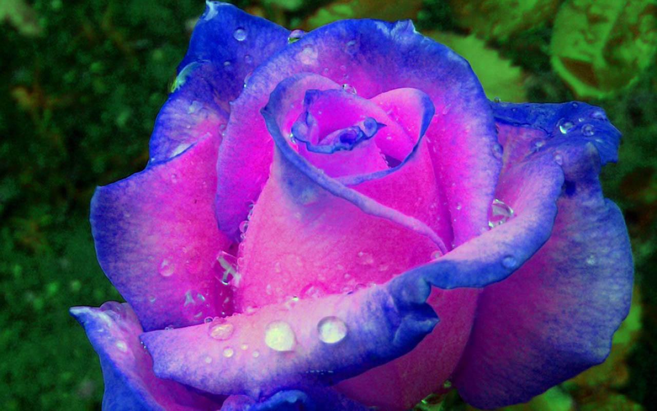 3d flor de pantalla en vivo,flor,planta floreciendo,azul,pétalo,rosa