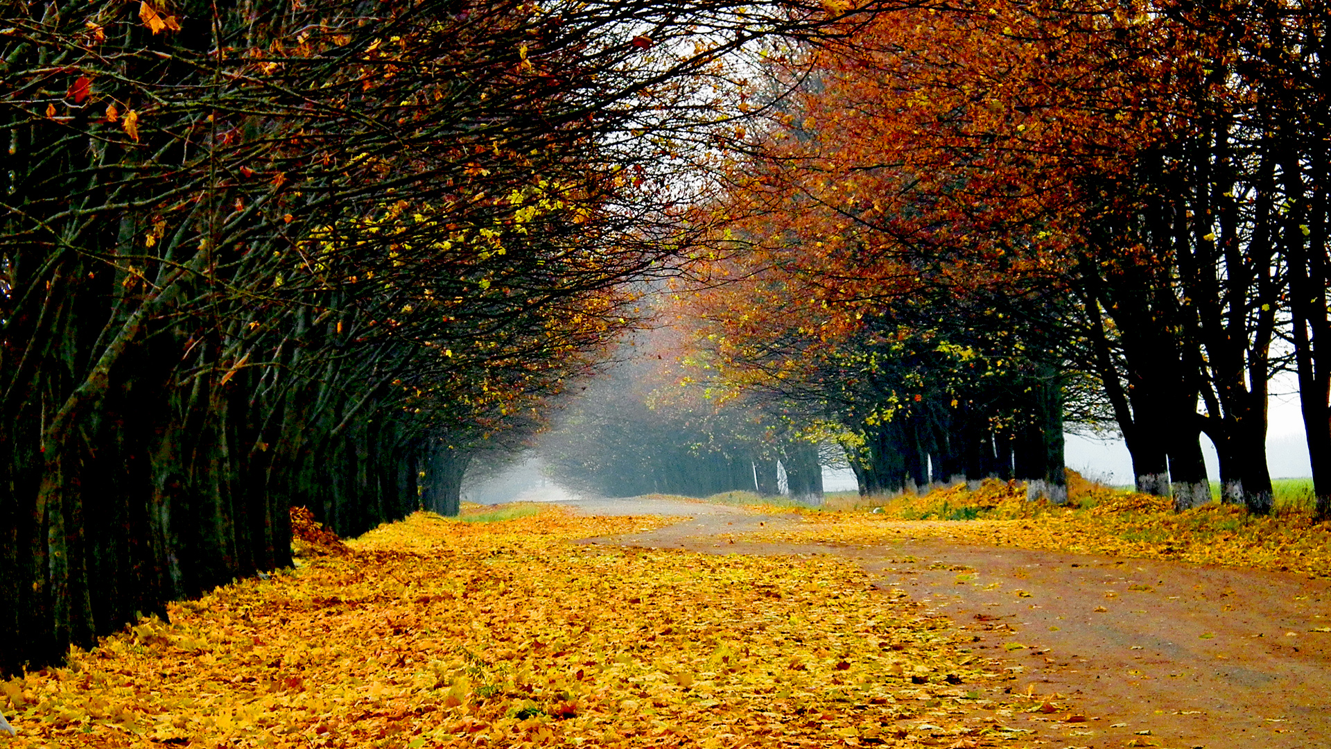 가을 라이브 벽지,자연 경관,자연,잎,나무,가을
