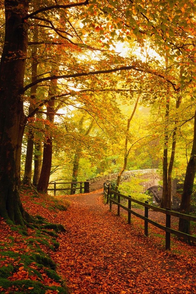 herbst live wallpaper,baum,natürliche landschaft,natur,wald,herbst